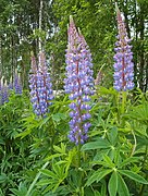 Lupin (Lupinus polyphyllus)