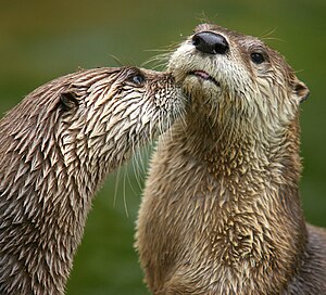 북아메리카수달 (Lontra canadensis)