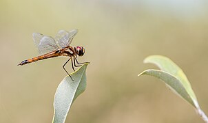 Tramea sp. (Saddlebag)