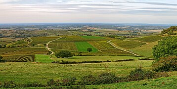 Panorama sur le vignoble depuis le belvédère.