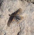 File:Quino checkerspot male.JPG