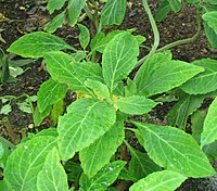 Salvia divinorum