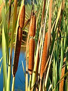 Typha orientalis