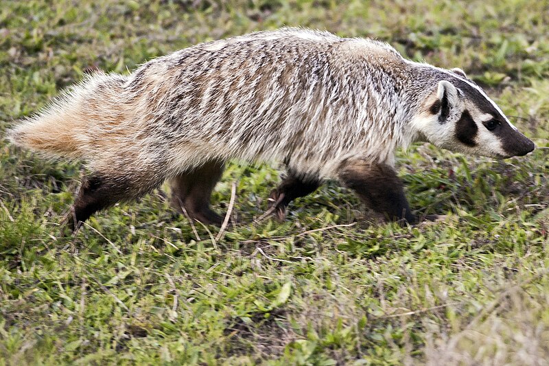 File:Taxidea taxus (Point Reyes, 2007).jpg