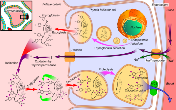 Synthesis of the thyroid hormones by Mikael Häggström