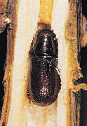 Tomicus piniperda1.jpg