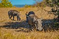 Ngiri mashariki katika Hifadhi ya Taifa Saadani -Tanzania