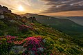 3. Havasszépe (Rhododendron) virágok a Kárpátokban (Kárpáti Nemzeti Park, Ukrajna) (javítás)/(csere)