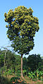 A mango tree in full bloom