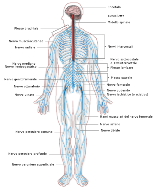 File:Nervous system diagram-it.png