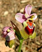 Ophrys tenthredinifera