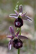 Ophrys drumana