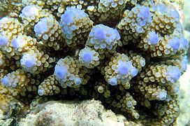 Acropora nasuta