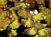 Adiantum lunulatum