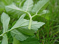 Triangular stem profile