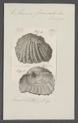 Anomia fornicata - - Print - Iconographia Zoologica - Special Collections University of Amsterdam - UBAINV0274 074 06 0006.tif