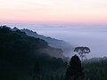 Araucárias à beira de uma plantação de Pinus elliottii em Rio Bonitinho, no interior do município.