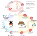 Ciclo de vida do parasita Babesia