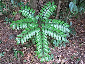 Bowenia spectabilis