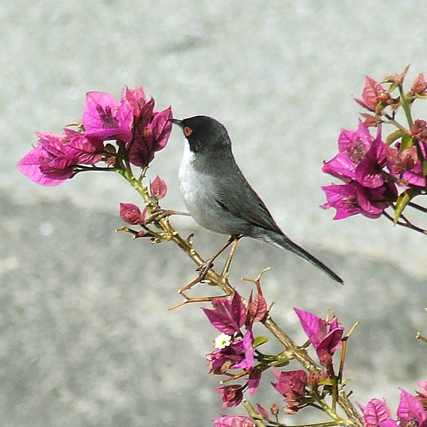 File:Bougainvillea18572.jpg