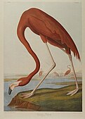 Phoenicopterus ruber a Birds of America de John James Adubon (1861)