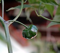 Variatat bresiliana d' 'Aji Brazilian Red Pumpkin' (C. baccatum)