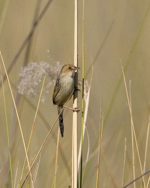 File:Chirping Cisticola (Cisticola pipiens) 1.jpg