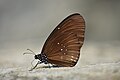 * Nomination closewing position of Euploea algea (Godart, 1819) - Long-branded Blue Crow. By User:MaheshBaruahwildlife --Atudu 07:58, 28 October 2024 (UTC) * Decline  Oppose Lacks sharpness --Poco a poco 19:56, 28 October 2024 (UTC)