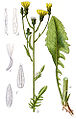 Groot streepzaad (Crepis biennis)