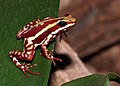 Phantasmal poison frog