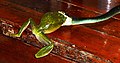 Green Tree Snake - Dendrelaphis puntulata - eating White-lipped Tree Frog near Cooktown, Queensland