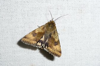 Strandknölfly, Heliothis maritima