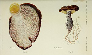 Laccocephalum mylittae and Polyporus minor-mylittae.jpg