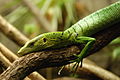 Žaliasis varanas (Varanus prasinus)