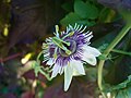 Passiflora morifolia