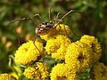 Phalangium opilio (Opiliones)