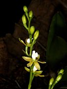 Prosthechea ochracea Orchi 006.jpg