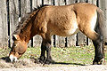 Przewalski's Horse (Equus przewalskii)