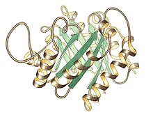 TriosePhosphateIsomerase Ribbon pastel whitebkg.jpg