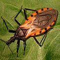 June 14: An assassin bug Triatoma dimidiata, potential vector of Chagas disease.