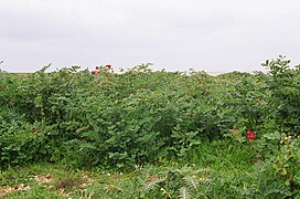 Vegetación - panoramio - Allpe (3).jpg