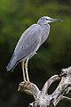 Juvenile plumage