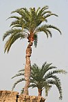 တၞံစမ္မလံ Wild Date Palm (Sendhi, Salma, Khaji, Khajur in Hindi, Khejur in Bengali,Kharjoora in Kannada, Itcham-pannai, "Paereecham in Tamil") -- Phoenix sylvestris