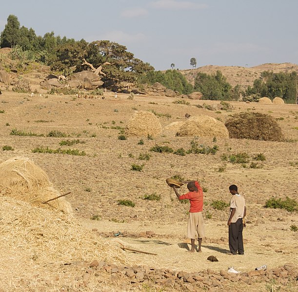 File:Winnowing The Grain, Axum, Ethiopia (3157507826).jpg