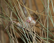 un tout petit rat grimpé dans les herbes