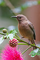 Dusky Honeyeater