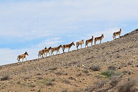 Equus hemionus (Onagers)