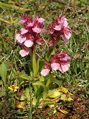 Orchis papilionacea