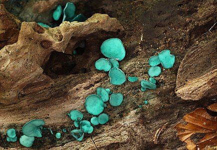 Chlorociboria sp.