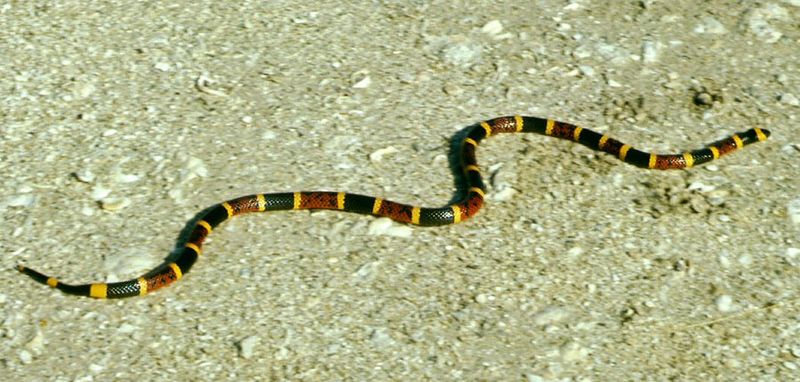 File:Coral snake.jpg